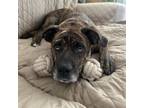 Adopt Mabel a Pit Bull Terrier