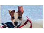 Adopt Mia~+ a Jack Russell Terrier