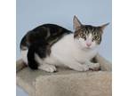 Adopt Sadie a Domestic Short Hair