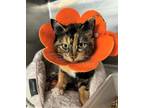 Adopt KITTY COURIC a Domestic Short Hair