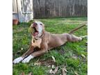 Adopt Rosie a American Staffordshire Terrier, Mixed Breed