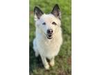 Adopt Sally Mae a Border Collie, Mixed Breed