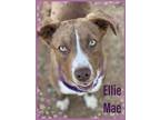 Adopt Ellie Mae a Terrier