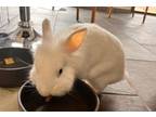 Adopt Harper* a Lionhead