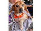 Adopt Peppa 2023 a Beagle