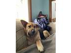 Adopt Dharma a German Shepherd Dog