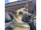 Adopt Bala a German Shepherd Dog