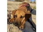Adopt Need foster ASAp!! Young, playful Hailey a Black Mouth Cur