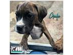 Adopt Gayle a Boxer, Rhodesian Ridgeback