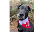 Adopt ROSIE a Labrador Retriever