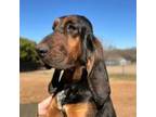 Adopt Glory a Bloodhound
