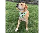 Adopt Lottie a Labrador Retriever