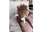 Adopt Addy a Chocolate Labrador Retriever, Pit Bull Terrier