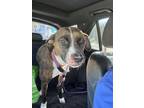 Adopt GeeGee a Mixed Breed
