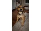 Adopt Juliet a Hound