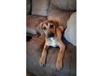 Adopt Rose a Hound