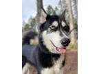 Adopt Kaiya a Alaskan Malamute, Siberian Husky