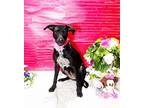 Adopt RAINIA a Labrador Retriever