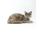 Adopt Betty a Domestic Short Hair