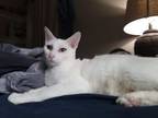 Adopt Creampuff a Domestic Short Hair