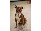 Adopt Iridessa a Cattle Dog, Pit Bull Terrier