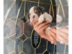 English Bulldog PUPPY FOR SALE ADN-757626 - English bulldog puppies