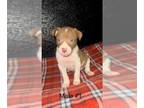 American Bully-Border Collie Mix PUPPY FOR SALE ADN-757843 - American Bully