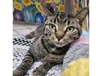 Adopt Doe a Domestic Short Hair