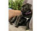 Adopt Connie a Pug