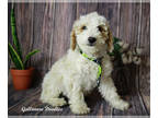 Goldendoodle (Miniature) PUPPY FOR SALE ADN-757609 - Micro goldendoodles f1bb