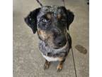 Adopt Marble a Catahoula Leopard Dog