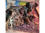 Adopt Marble a Catahoula Leopard Dog