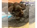 Boykin Spaniel PUPPY FOR SALE ADN-757653 - Boykin Spaniel Puppies