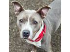 Adopt Chanel a American Staffordshire Terrier