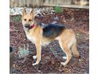 Adopt Roxie G a German Shepherd Dog