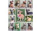 Adopt Joleen's Litter a American Staffordshire Terrier