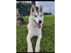 Adopt Crystalline a Siberian Husky