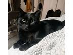 Adopt Olive a Domestic Short Hair, Bombay