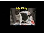 Adopt Ms Kitty a Domestic Short Hair