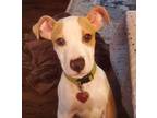 Adopt Valentine a Pit Bull Terrier, Mixed Breed