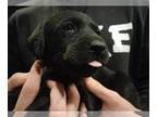 Labrador Retriever PUPPY FOR SALE ADN-757733 - AKC LABRADOR RETIEVERS PUPPIES