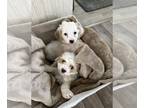 Maltipoo PUPPY FOR SALE ADN-757630 - Sweet malti poo puppies