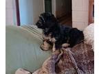 Poovanese PUPPY FOR SALE ADN-757700 - poodlehavanese mix male puppy