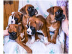 Boxer PUPPY FOR SALE ADN-757748 - AKC Boxer puppies for sale Goshen IN