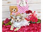 Chihuahua PUPPY FOR SALE ADN-757754 - Gorgeous Merle Short and Long Coat Apple