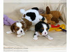 Cavalier King Charles Spaniel PUPPY FOR SALE ADN-757640 - Cavalier King Charles