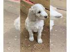 Poodle (Standard) PUPPY FOR SALE ADN-757564 - Standard Poodle Puppies