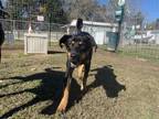 Adopt Valentina a Australian Kelpie, Labrador Retriever