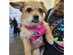 Adopt Hunny a Terrier