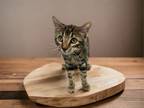 Adopt Haven a Domestic Short Hair, Tabby